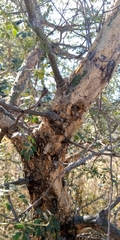 Senegalia erubescens