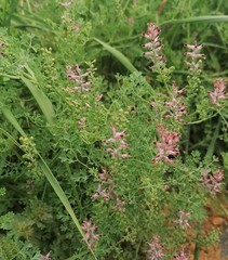 Fumaria officinalis