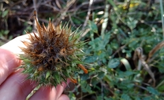 Leonotis