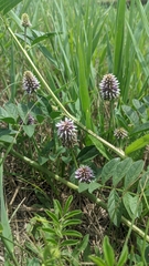 Glycyrrhiza echinata