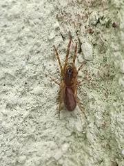 Segestria senoculata