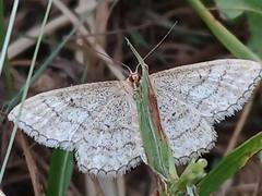 Idaea macilentaria