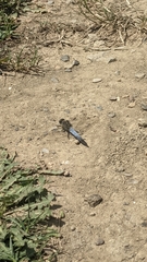 Orthetrum cancellatum