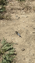 Orthetrum cancellatum