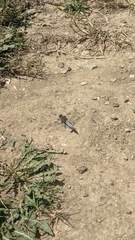 Orthetrum cancellatum