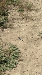 Orthetrum cancellatum