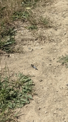 Orthetrum cancellatum