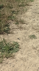 Orthetrum cancellatum