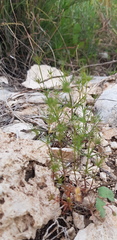 Galium setaceum