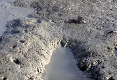 Boleophthalmus boddarti