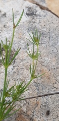Galium setaceum