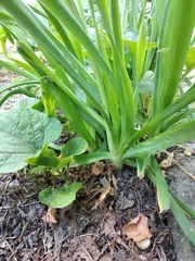Allium nutans