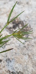 Galium setaceum
