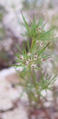 Galium setaceum