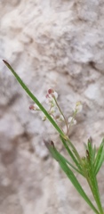 Galium setaceum