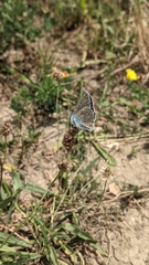 Polyommatus icarus