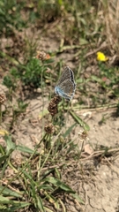 Polyommatus icarus