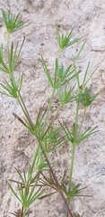 Galium setaceum
