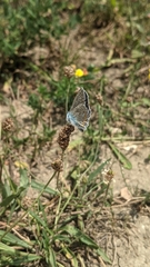 Polyommatus icarus