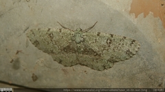 Ophthalmitis