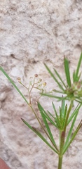 Galium setaceum