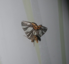 Callabraxas compositata