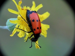 Mylabris quadripunctata