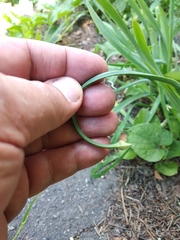 Allium nutans