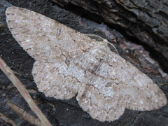 Hypomecis punctinalis