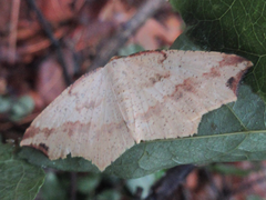 Pareclipsis gracilis