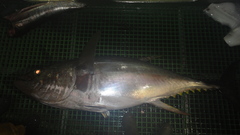 Thunnus obesus