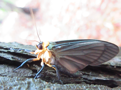 Macrobrochis staudingeri