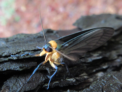 Macrobrochis staudingeri