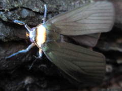 Macrobrochis staudingeri