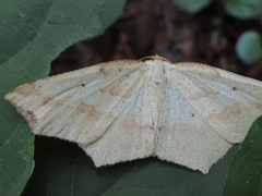 Pareclipsis gracilis