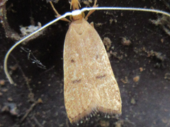 Lecitholaxa thiodora