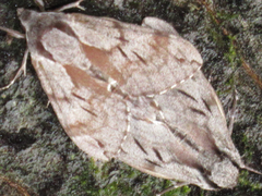 Sphinx morio arestus