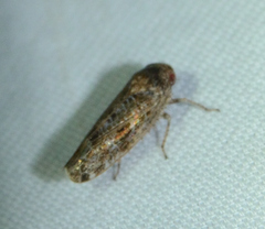 Allygidius atomarius