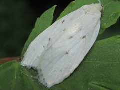 Scythropiodes approximans