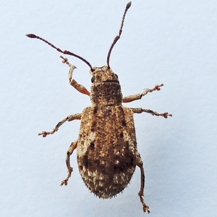 Pseudoedophrys