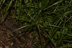 Cyperus filipes