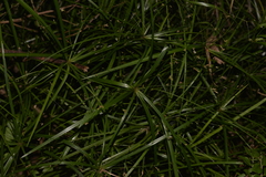 Cyperus filipes