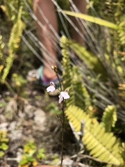 Ionopsis utricularioides
