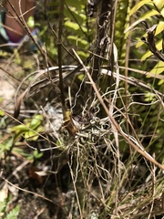 Ionopsis utricularioides