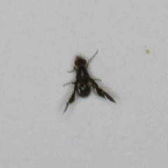 Delphinia picta