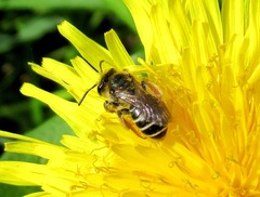 Andrena dorsata