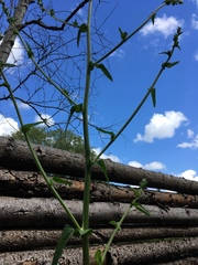 Sonchus palustris