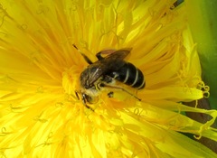 Andrena dorsata