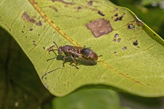 Ropalidia gracilenta