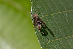 Ropalidia gracilenta